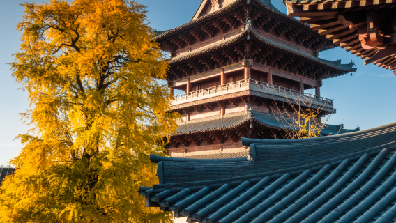 濮院時尚古鎮+南湖景區+西南湖生態公園包車遊【嘉興市區】