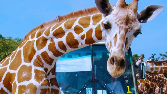 カンチャナブリ野生動物園+人気カフェ ワンデーツアー|バブル/熱帯雨林コーヒー