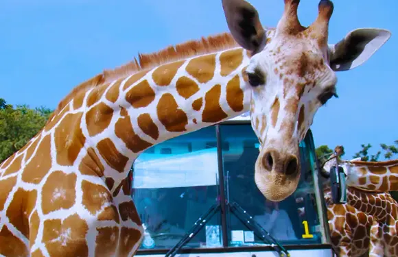 北碧野生動物園+網紅咖啡廳一日遊|泡泡/熱帶雨林咖啡