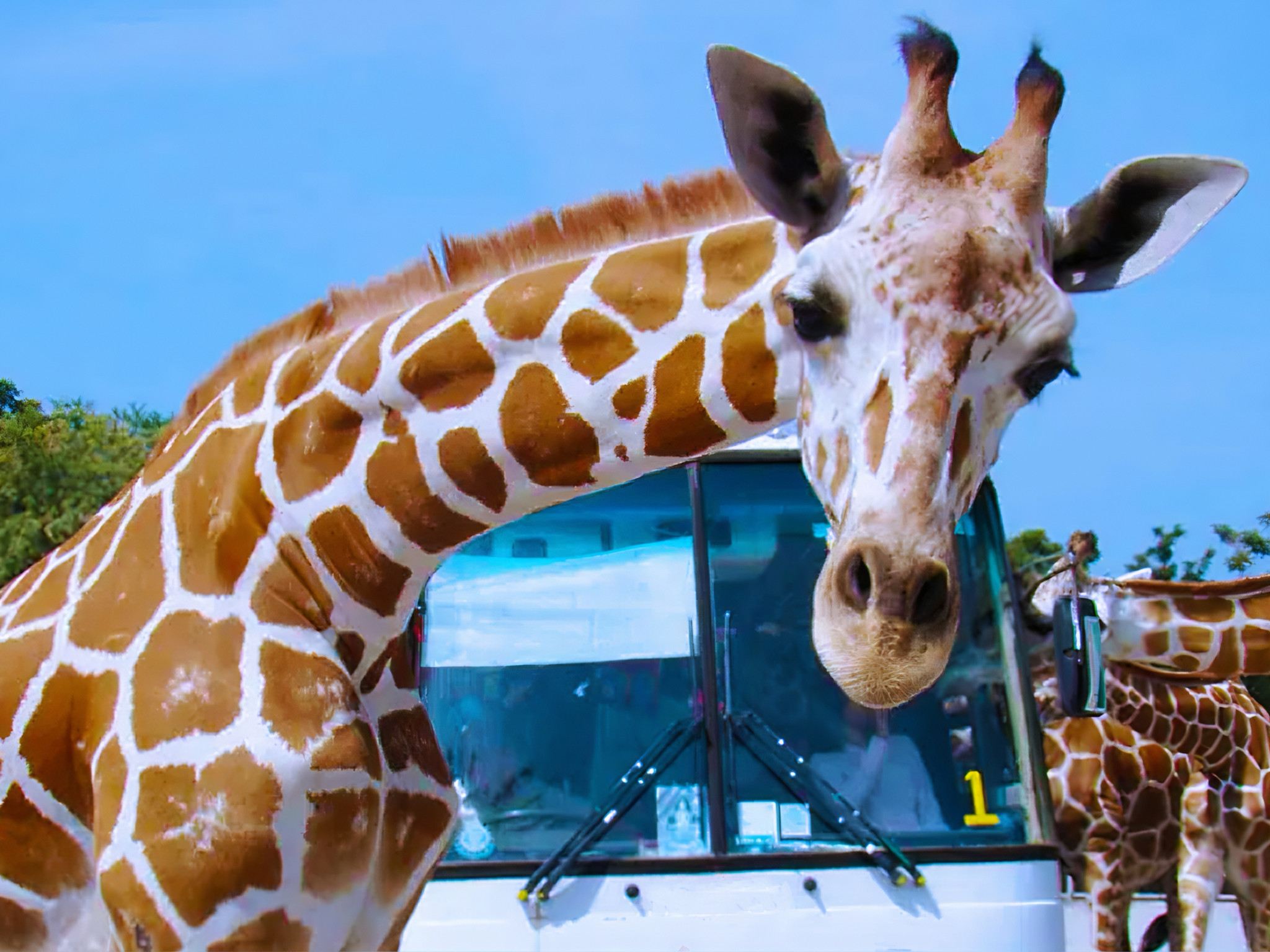 Kanchanaburi Safari Park + Trendy Cafe Day Tour|Bubble/Tropical Rainforest Coffee