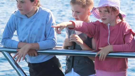 Noordereiland van Nieuw-Zeeland, Auckland, Hauraki Golf, walvis- en boottocht