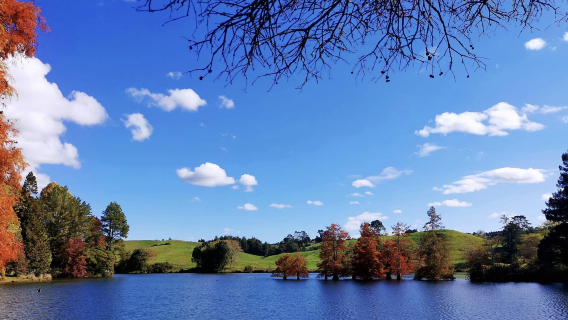 紐西蘭奧克蘭+霍比特村+藍泉一日遊【中文專車-愜意舒適】