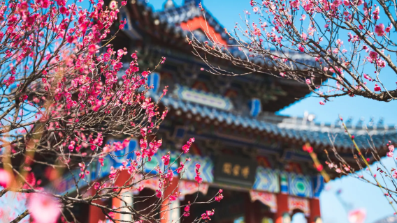 Traduction/Guide touristique/Accompagnement local à Nanjing, Jiangsu | Chinois | Anglais | Russe | Français | Langues rares | Services de commentaire des sites touristiques, traduction sur place, accompagnement avec commentaire, etc.