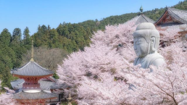 [Edizione limitata stagione dei ciliegi] Tour di un giorno a Osaka: Grande Buddha dei ciliegi al tempio Tsubosaka + Ciliegio della cascata di Hongo + Parco di Nara