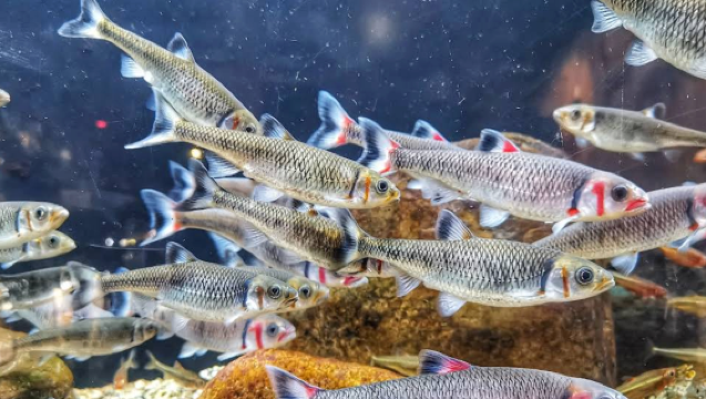 美國亞特蘭大-佐治亞理工學院-可口可樂【中文專車-愜意舒適】