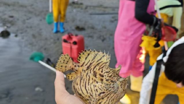 Lingshui Hutan Bakau Mencari Hasil Laut - Pilihan Terbaik untuk Perjalanan Keluarga dengan Pemimpin Profesional selama 2 Jam, Dilengkapi Pakaian dan Alat Mencari Hasil Laut