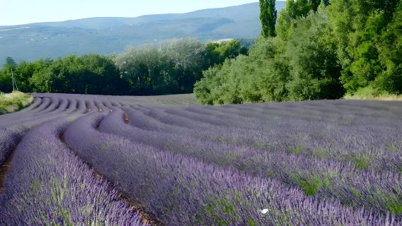 Perjalanan klasik pergi-balik Marseille di Provence, Perancis: Calanques + Valensole + Tasik Sainte-Croix
