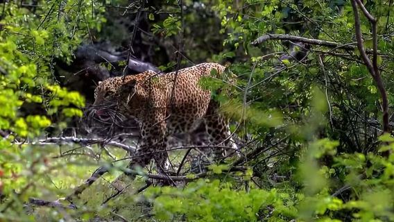 [Hin- und Rückfahrt von Colombo] Yala-Nationalpark / Hoteltransfer / Leopardenbeobachtung / Ticket nicht inbegriffen