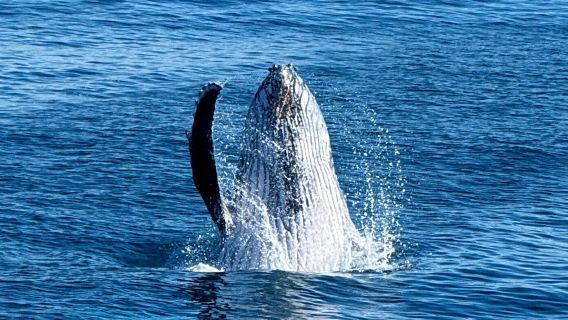 Observation des baleines au large de la Gold Coast en Australie - Bateau de Sea World/Petit bateau - Plusieurs types de bateaux disponibles