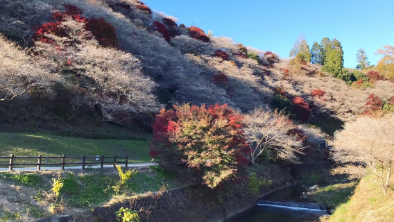 【名古屋出發】虎溪山永保寺+香嵐溪紅葉+粉色四季櫻一日遊