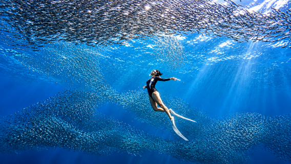 Cebu: Moalboal Sardine Run & Sea Turtles + Kawasan Falls Canyoneering Adventure