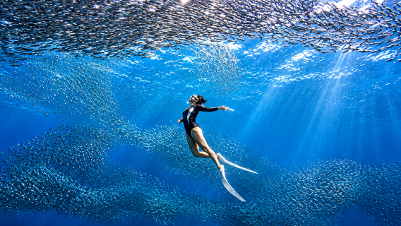 Cebu: Moalboal Sardine Run & Sea Turtles + Kawasan Falls Canyoneering Adventure