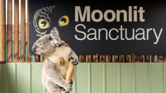 Melbourne Maannatuurreservaat voor Wildlife en Phillip Island eendaagse tour