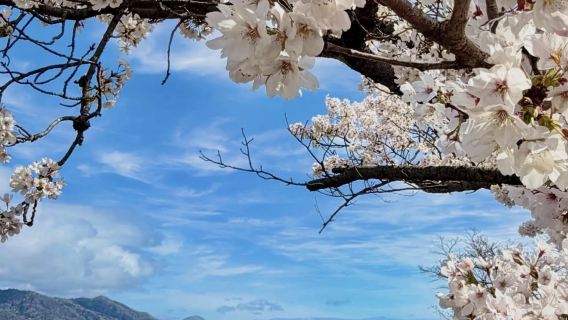 天橋立+伊根的舟屋+美山茅草屋村一日遊【中文司機】