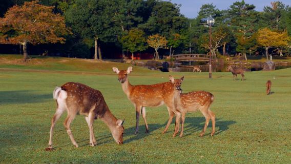 日本大阪+京都+奈良一日遊【行程可調+普通話司機】