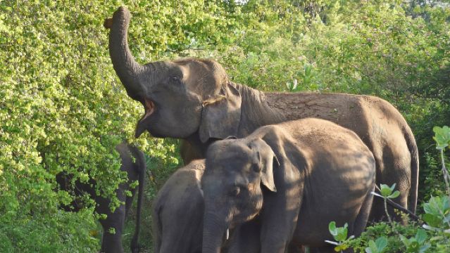泰國清邁祕密大象營+粘粘瀑布半日遊