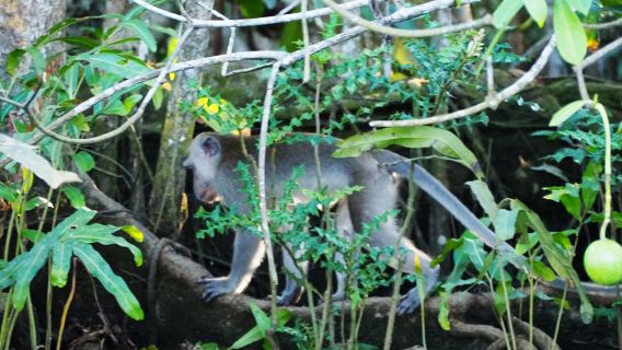 Croisière fluviale Sabah Binsuluk : visite partagée d'une journée avec les nasiques, le spa aux poissons et les lucioles