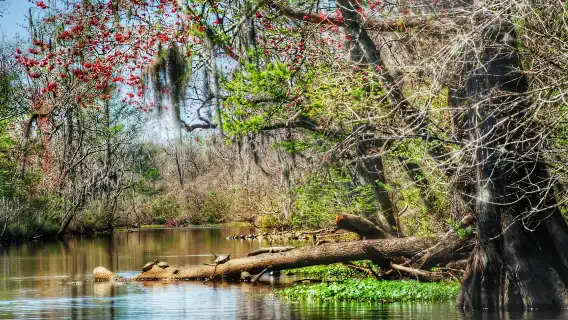Guided Swamp and Bayou Boat Tour