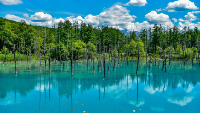 ทัวร์ 1 วันในฮอกไกโด: สวนสัตว์อาซาฮิยามะ + บ่อน้ําสีฟ้าชิโรกาเน + น้ําตกชิราฮิเกะ + ต้นไม้ดังบนอินสตาแกรมที่บิเอะ