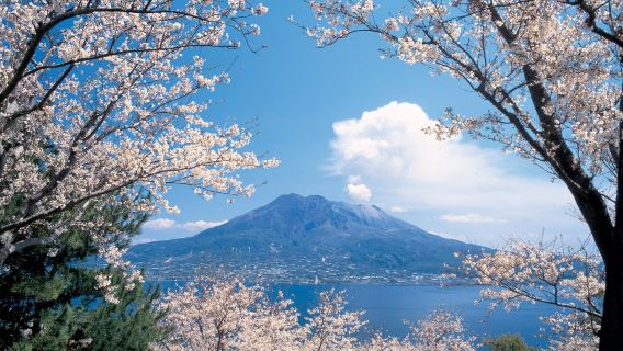 Discover the Wonders of Sakurajima: A Half-Day Tour at Kagoshima