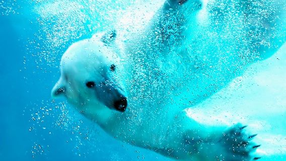 Hokkaido Summer Adventure from Sapporo: Asahiyama Zoo, Blue Pond & Shirahige Falls