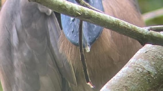 Cahuita: Rundgang und Wildtierbesichtigung, Tour mit Reiseleiter