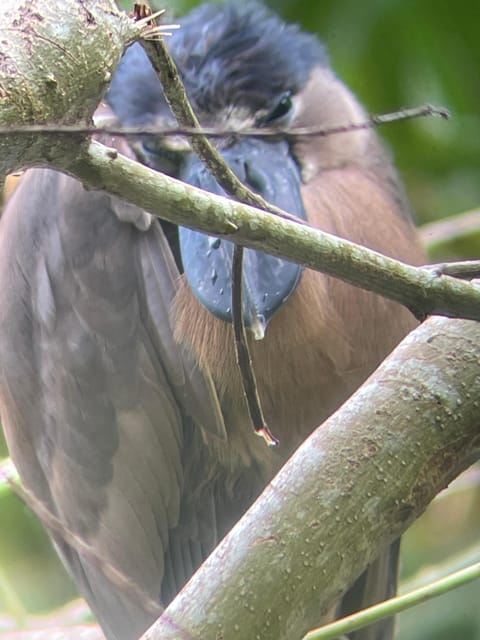 Cahuita: Tur Mendaki dan Mengamati Satwa Liar, Tur Berpemandu