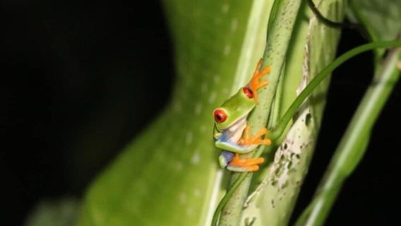 Tortuguero: Tour de caminata nocturna