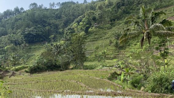 Tur Pribadi Sawah Terasering Candi Selogriyo dengan Makan Siang Lokal