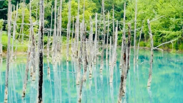 日本札幌來回+旭山動物園+白鬚瀑布+七星之樹+青池/私家包車