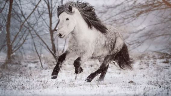 冰島刺激體驗一日遊【馬場+觀鯨+熔岩秀+直升機體驗】