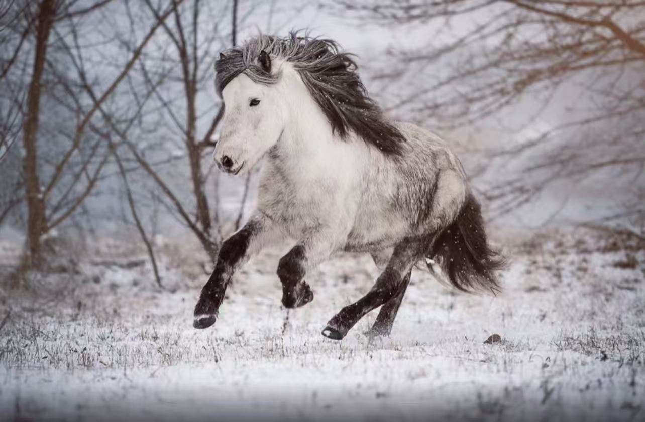 冰島刺激體驗一日遊【馬場+觀鯨+熔岩秀+直升機體驗】