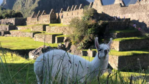 秘魯庫斯科出發 雲端之上的失落古城：馬丘比丘一日遊