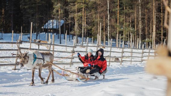 Esperienza in slitta trainata da renne nella città natale di Babbo Natale a Rovaniemi, Finlandia (prenotazione a partire da 1 persona + trasferimento in città)