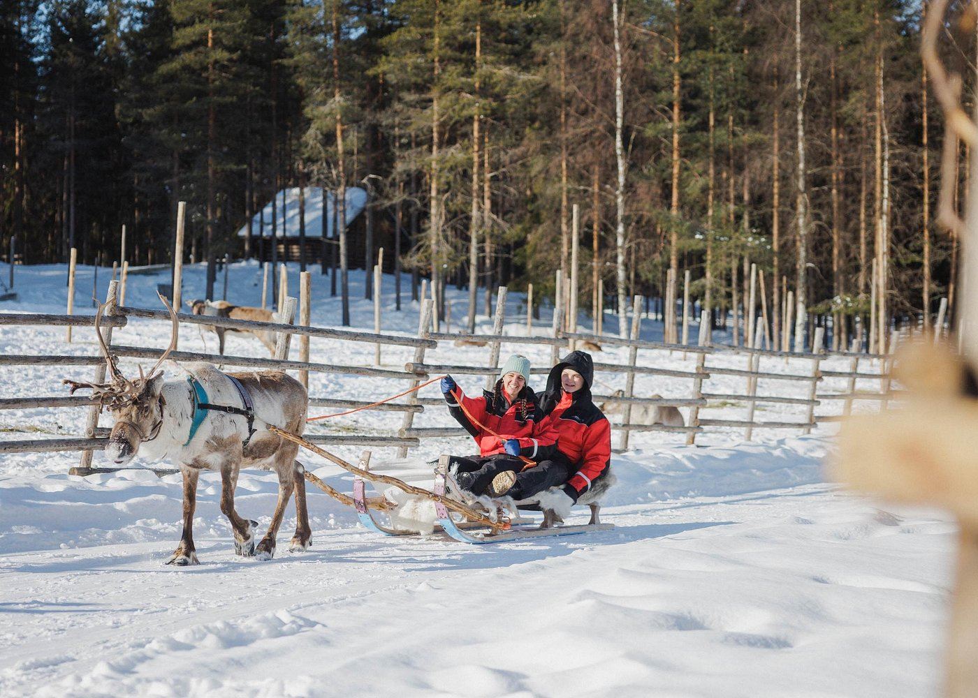 Reindeer Sleigh Ride Experience in Rovaniemi, Finland - Hometown of Santa Claus (Booking for 1 Person + City Transfer)