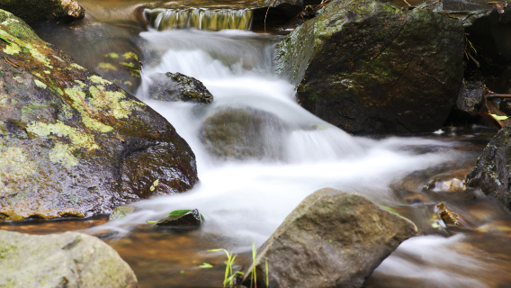 黃金海岸秘境·天寶林山螢火蟲奇幻一日遊
