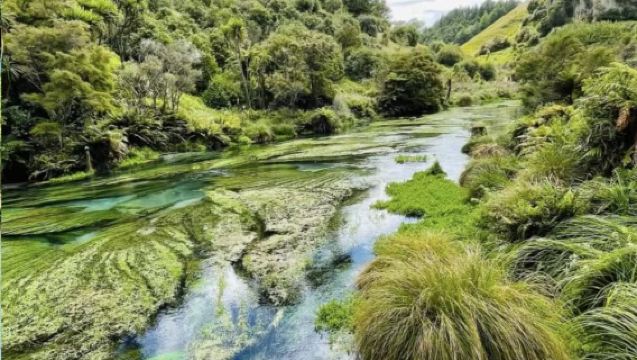 奧克蘭拼小團包車任選：藍泉賞景-地熱漫步-陶波胡卡共賞一日遊