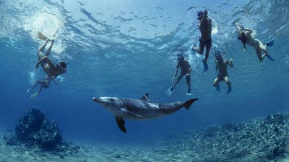 フルガダ：ドルフィンハウスへのボートトリップ - 紅海でイルカと泳ごう！