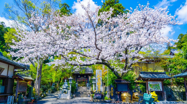 Beppu Sea Hell & Yufuin Forest Train Day Tour