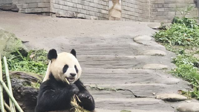 Dujiangyan Panda Volunteer Day | Feeding Experience + Participation Certificate + Chengdu Pickup Service