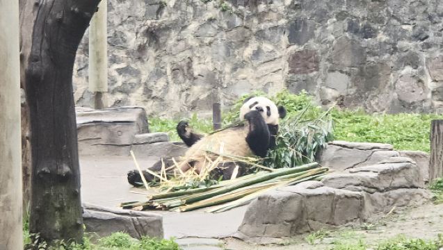 Dujiangyan Panda Volunteer Day | Feeding Experience + Participation Certificate + Chengdu Pickup Service