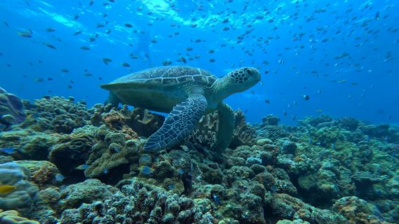 3-hour diving and snorkeling experience in the Kerama Islands of Okinawa City, Japan [summer-limited snorkeling activity/pickup and drop-off at designated locations in Naha City]