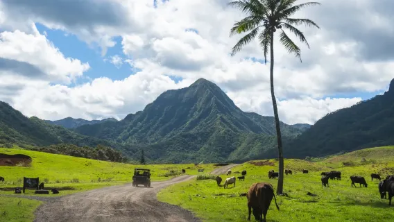 Kualoa Ranch Jurassic Valley high-altitude zip line tour