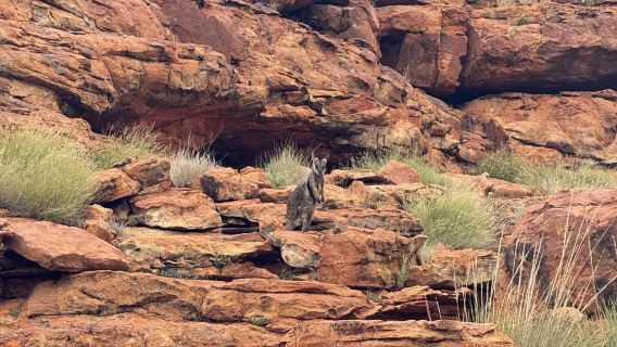 Lawatan Mendalam Sehari ke Lembah Raja Uluru di Wilayah Utara | Kumpulan Berbahasa Cina Termasuk Perkhidmatan Hantar-Jemput Hotel + Pilihan Laluan Mendaki