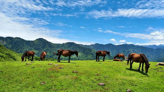 [Bas ekspres·Jalan santai] Lawatan sehari di Gunung Wolong Yunzhongling | Padang rumput alpine + ladang ternak + cermin langit