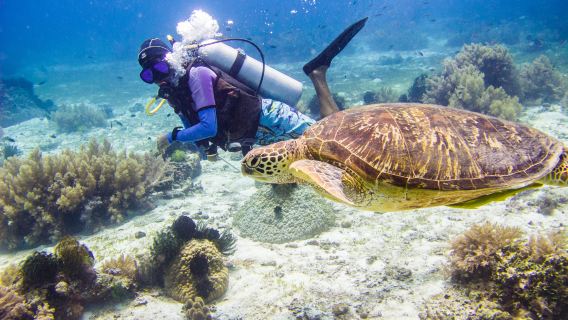 Selam skuba di Teluk Lao Lao, Saipan | Pilihan selam skuba untuk pengalaman/berlesen dengan jurulatih profesional