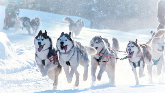 TARTU COUNTRY: SLED DOG TOUR AND KENNEL VISIT