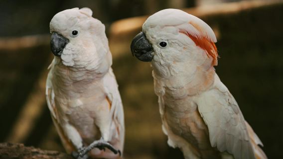 KL バード・パーク、セントラルマーケット&チャイナタウン探索ツアー - プライベートツアー