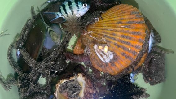 海南三亞趕海體驗/鹿回頭小奇趕海體驗（不限時趕海+提供趕海工具）【教練全程陪同，講解海洋知識】