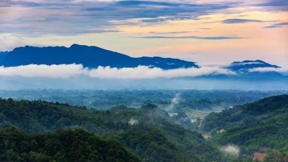 雅安碧峰峽一日遊【獨立包團&1單1團&含入場門票&三環內接送】